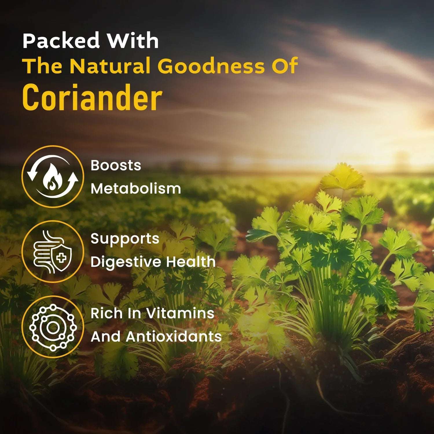 Coriander plant field at sunrise with text highlighting health benefits: boosts metabolism, supports digestion, rich in vitamins and antioxidants