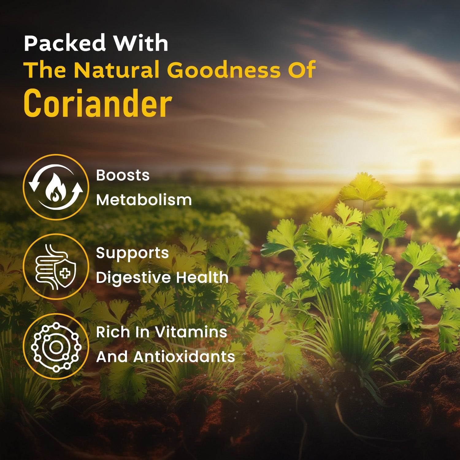 Coriander plant field at sunrise with text highlighting health benefits: boosts metabolism, supports digestion, rich in vitamins and antioxidants