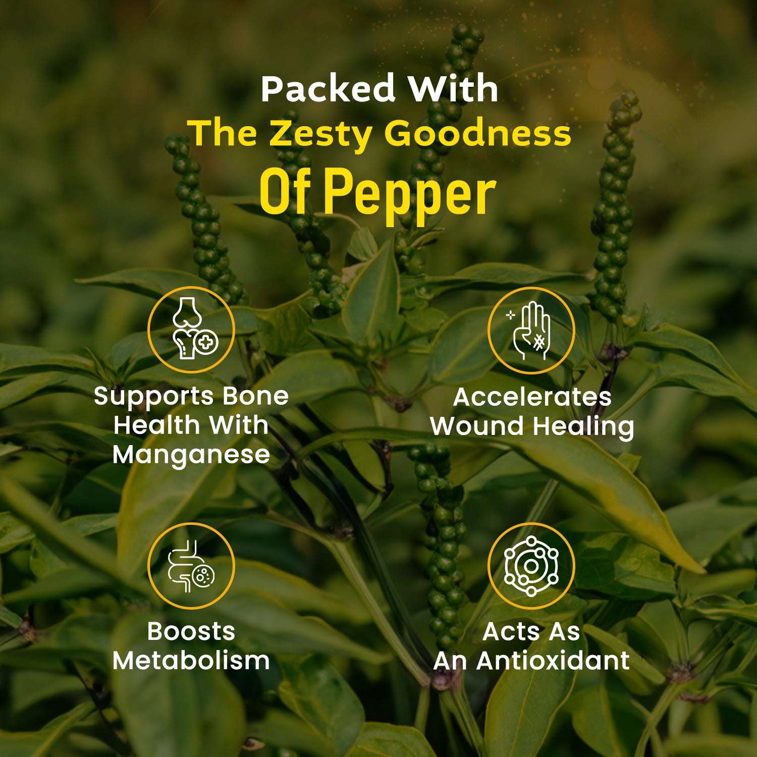 Health benefits of black pepper shown with icons on green pepper plant background - supports bones, metabolism, wound healing, antioxidant