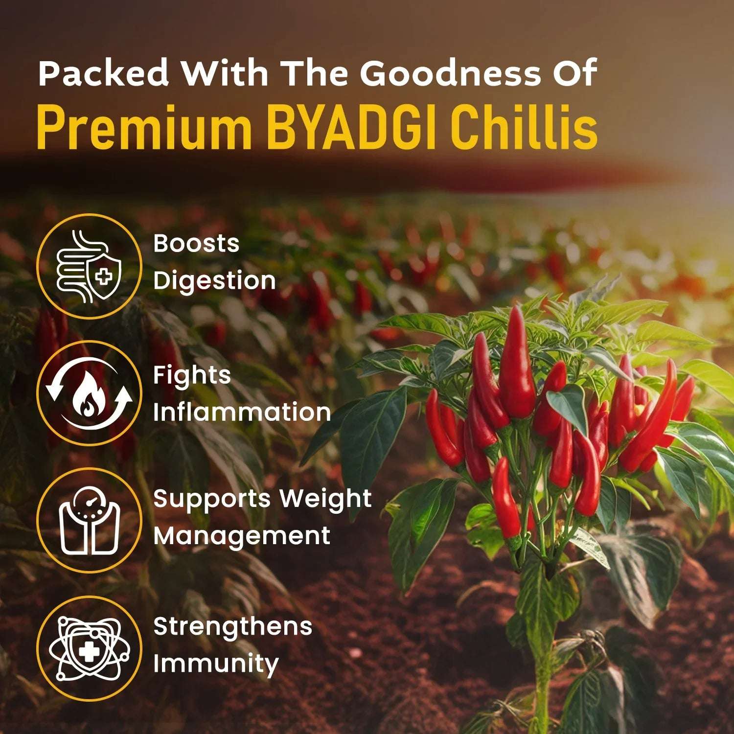 Field of premium Byadgi chillies with health benefit icons highlighting improved digestion, inflammation relief, weight management, and immunity boost