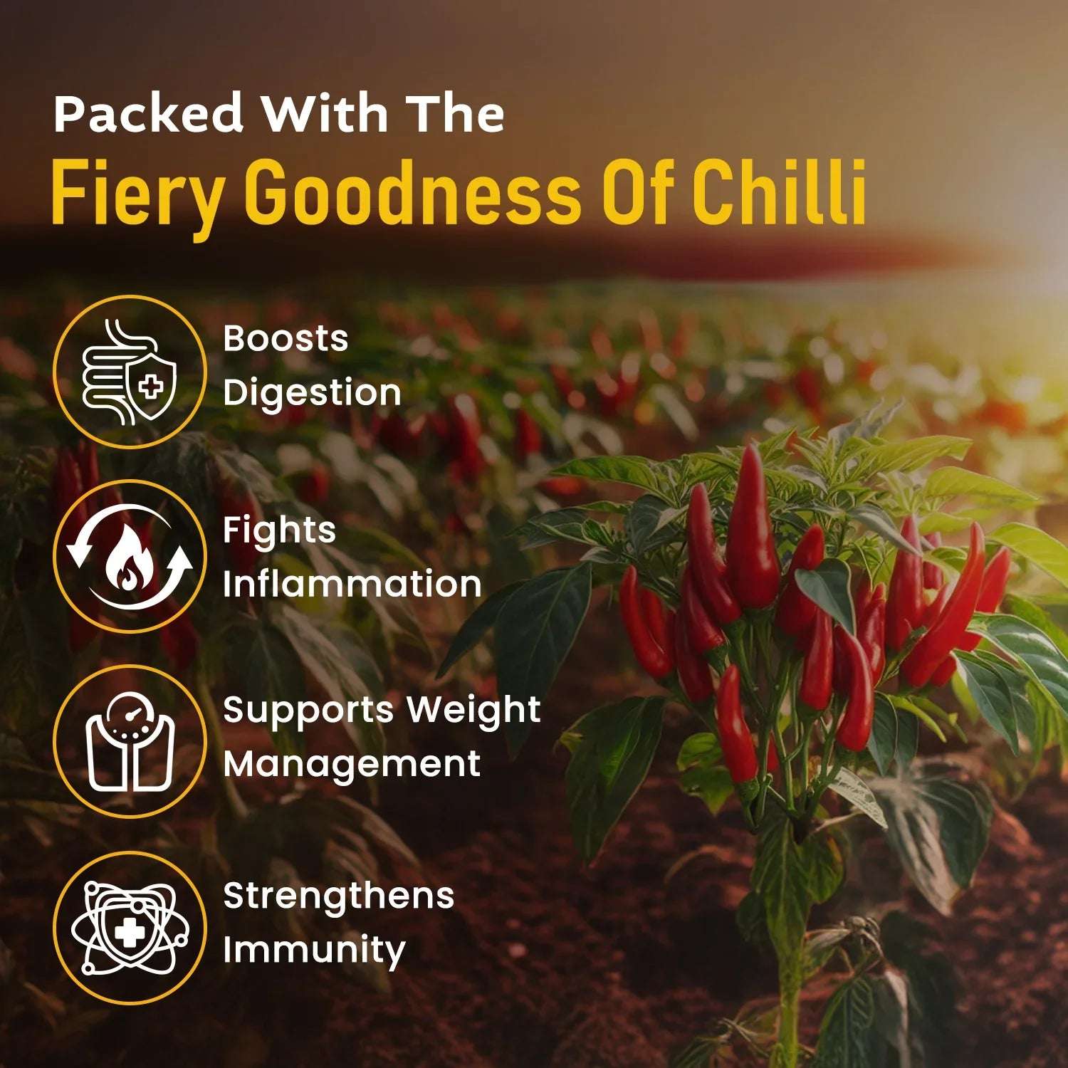 Chilli farm at sunset with red chillies on the plant, highlighting benefits like better digestion, inflammation relief, weight management, and stronger immunity.