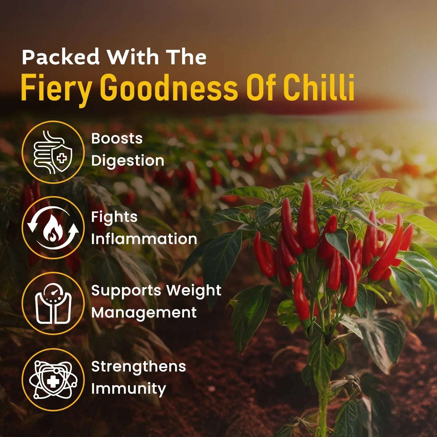 Chilli field at sunset showing fresh red chillies on plants, listing health benefits like improved digestion, inflammation control, weight management, and immunity.