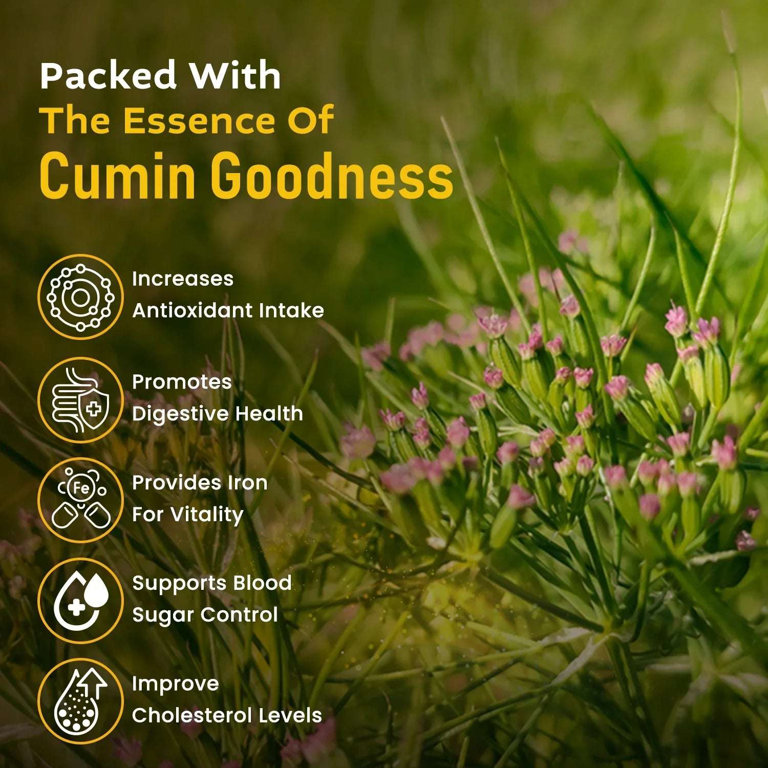 Cumin plant with text highlighting benefits of cumin powder: antioxidant support, digestive health, iron, blood sugar control, and cholesterol management