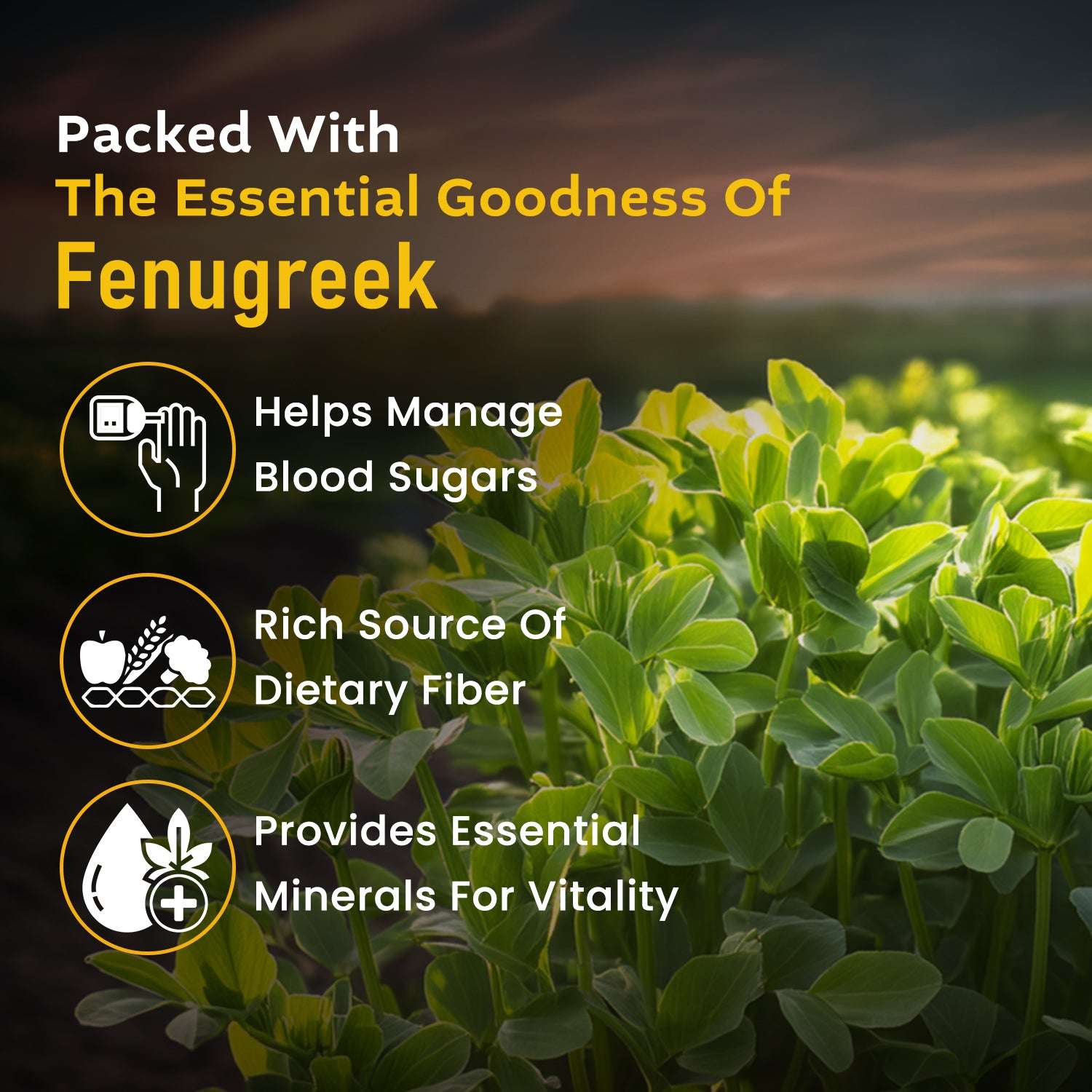 Green fenugreek plants in a farm with text highlighting benefits of fenugreek: blood sugar control, dietary fiber, and essential minerals