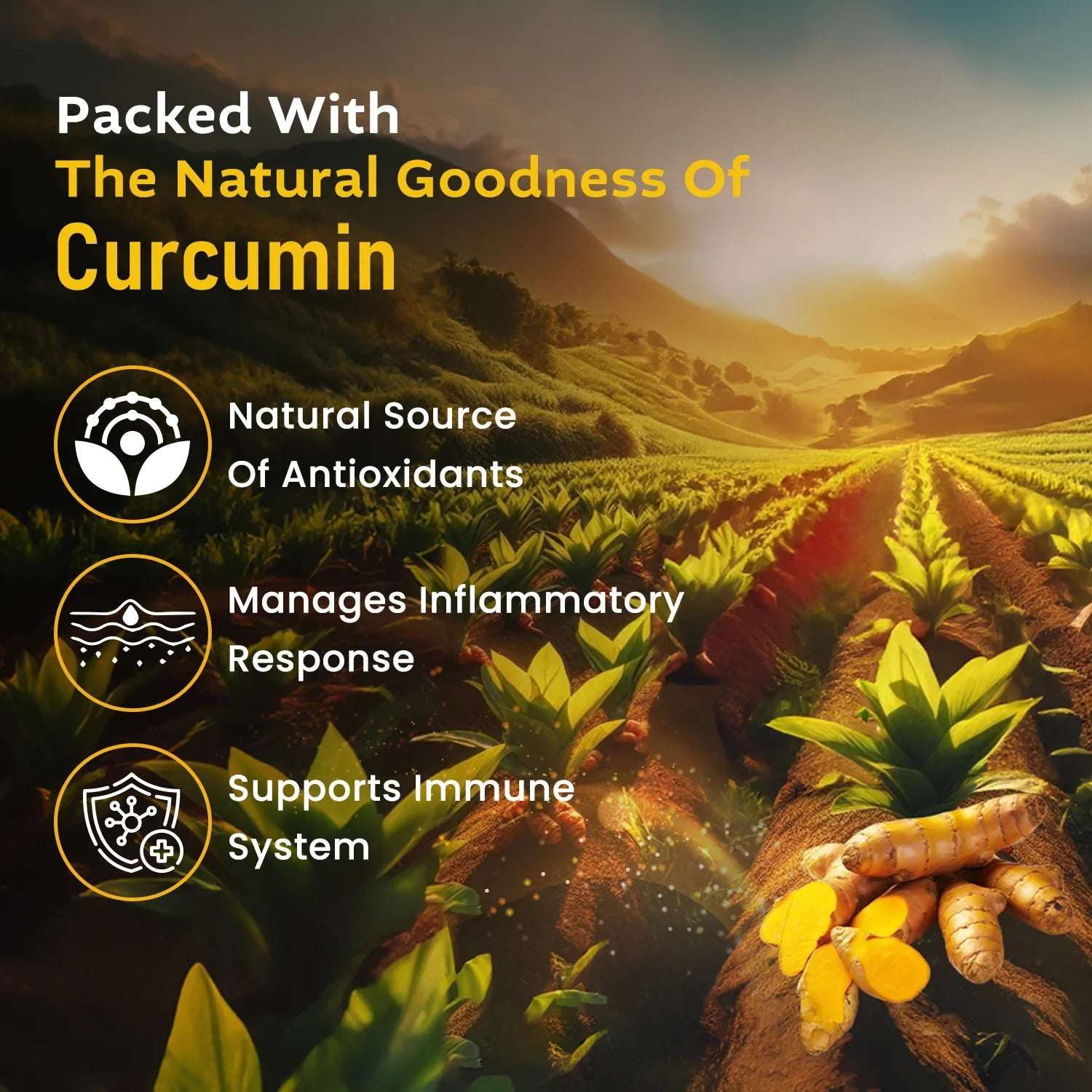 Turmeric field at sunrise with fresh turmeric roots in the foreground, highlighting curcumin benefits such as antioxidants, inflammation control, and immune support.