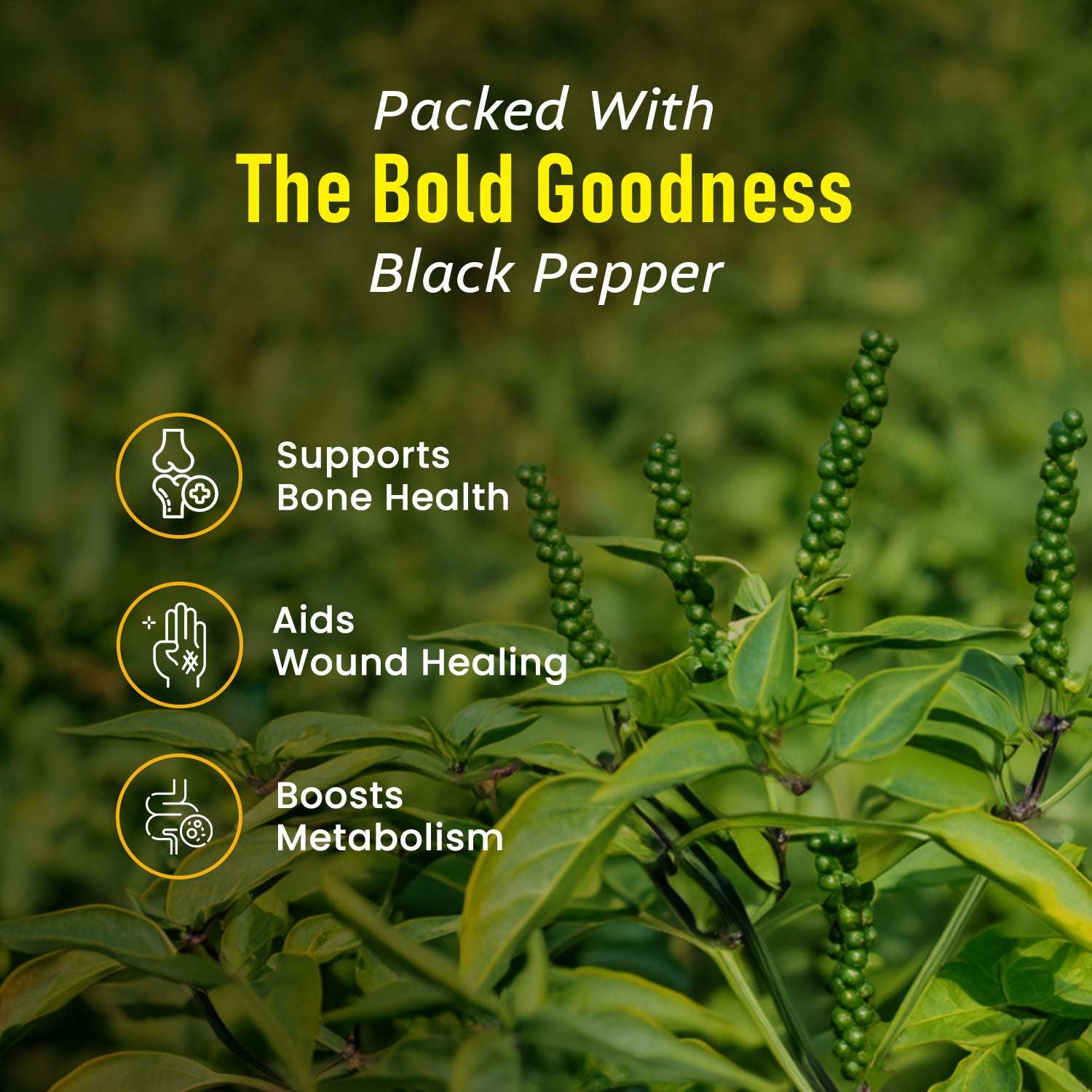 Black pepper plant in green field with health icons showcasing benefits like bone strength, wound healing, and metabolism boost – natural wellness with Three Mango Black Pepper.