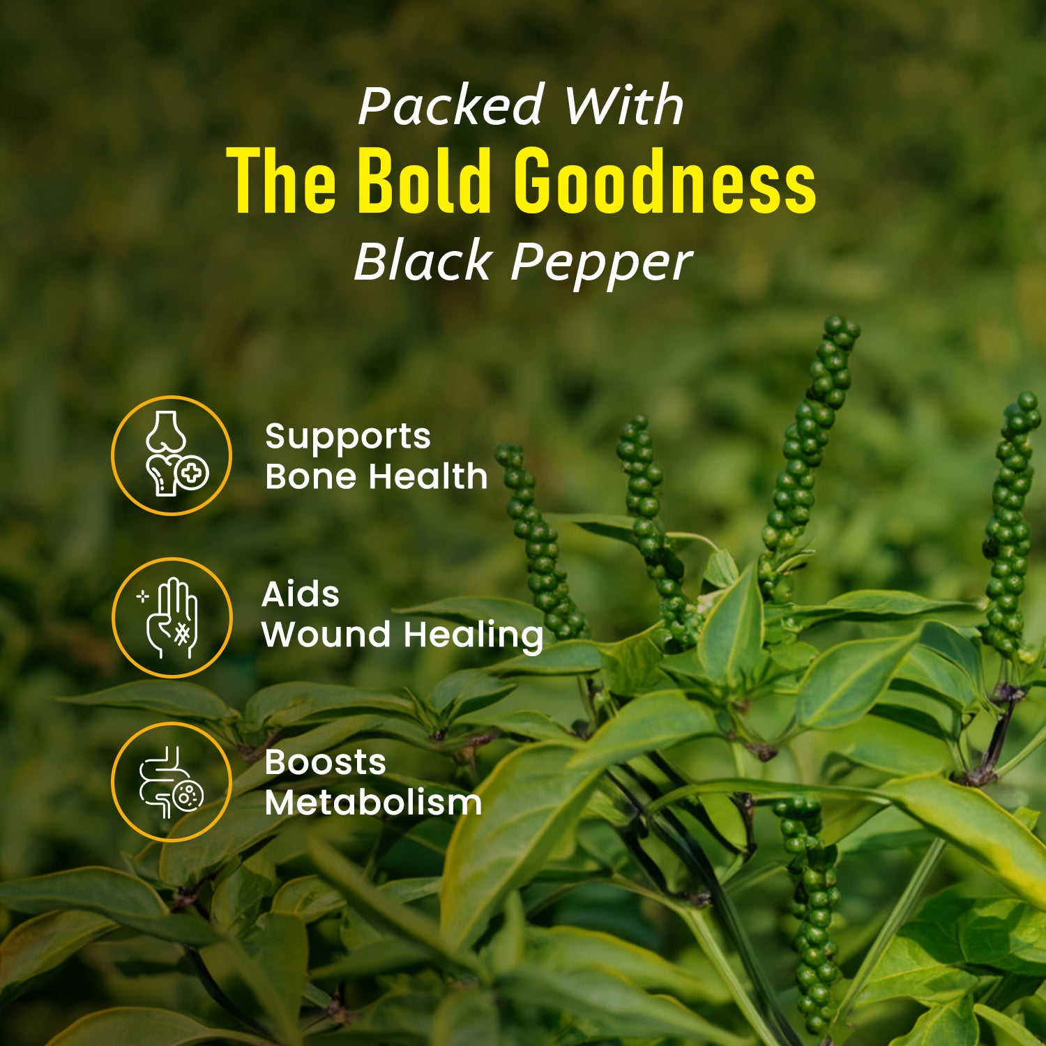 Black pepper plant in green field with health icons showcasing benefits like bone strength, wound healing, and metabolism boost – natural wellness with Three Mango Black Pepper.